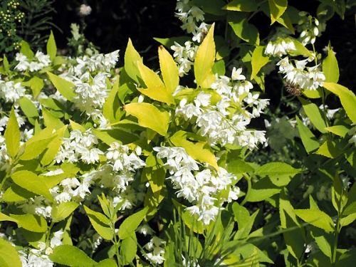 Deutzia scabra 'Aurea'